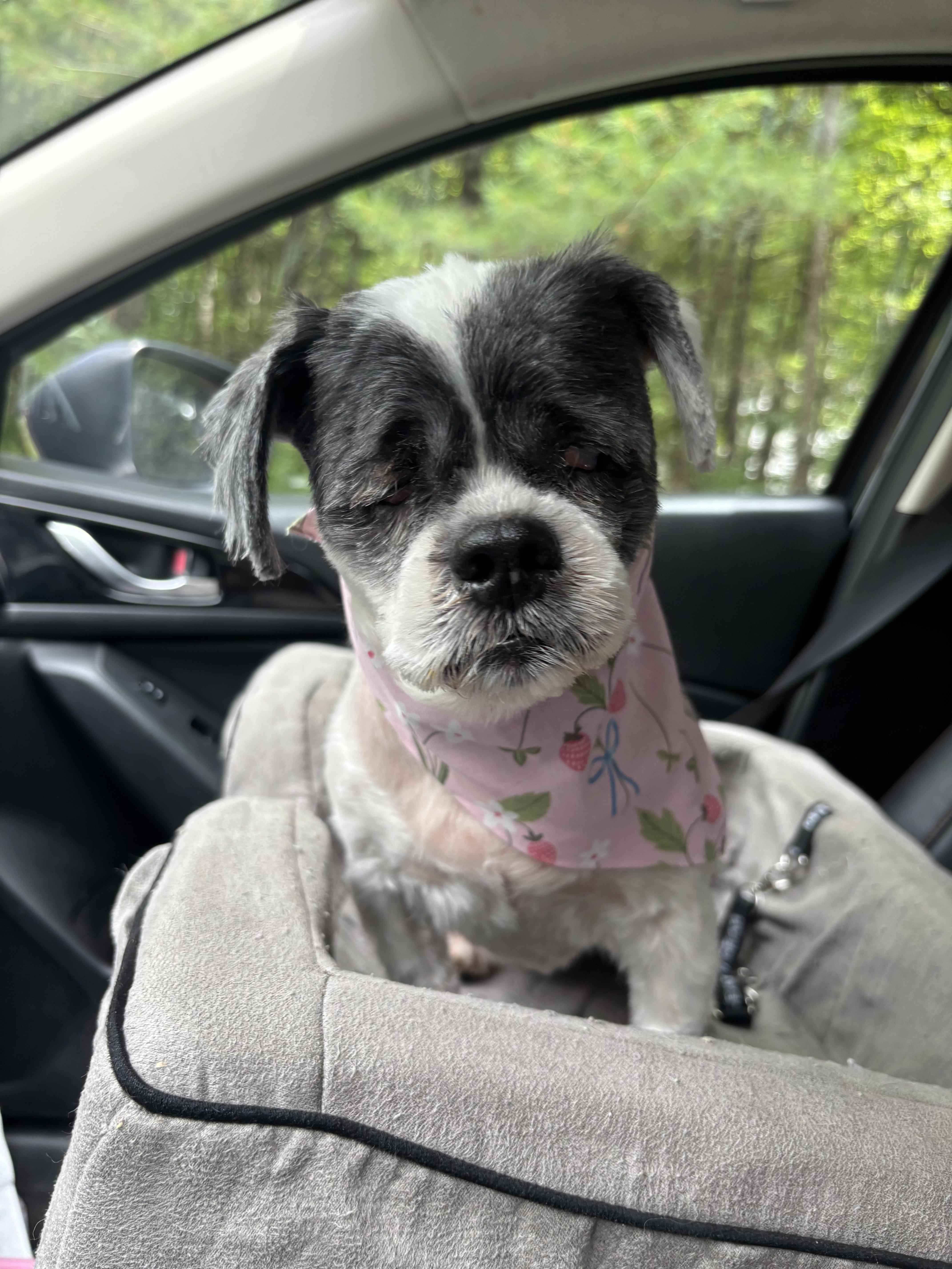 Enlarge Bella Louise, a Adopted Shih Tzu in Chelmsford, MA image 2/6