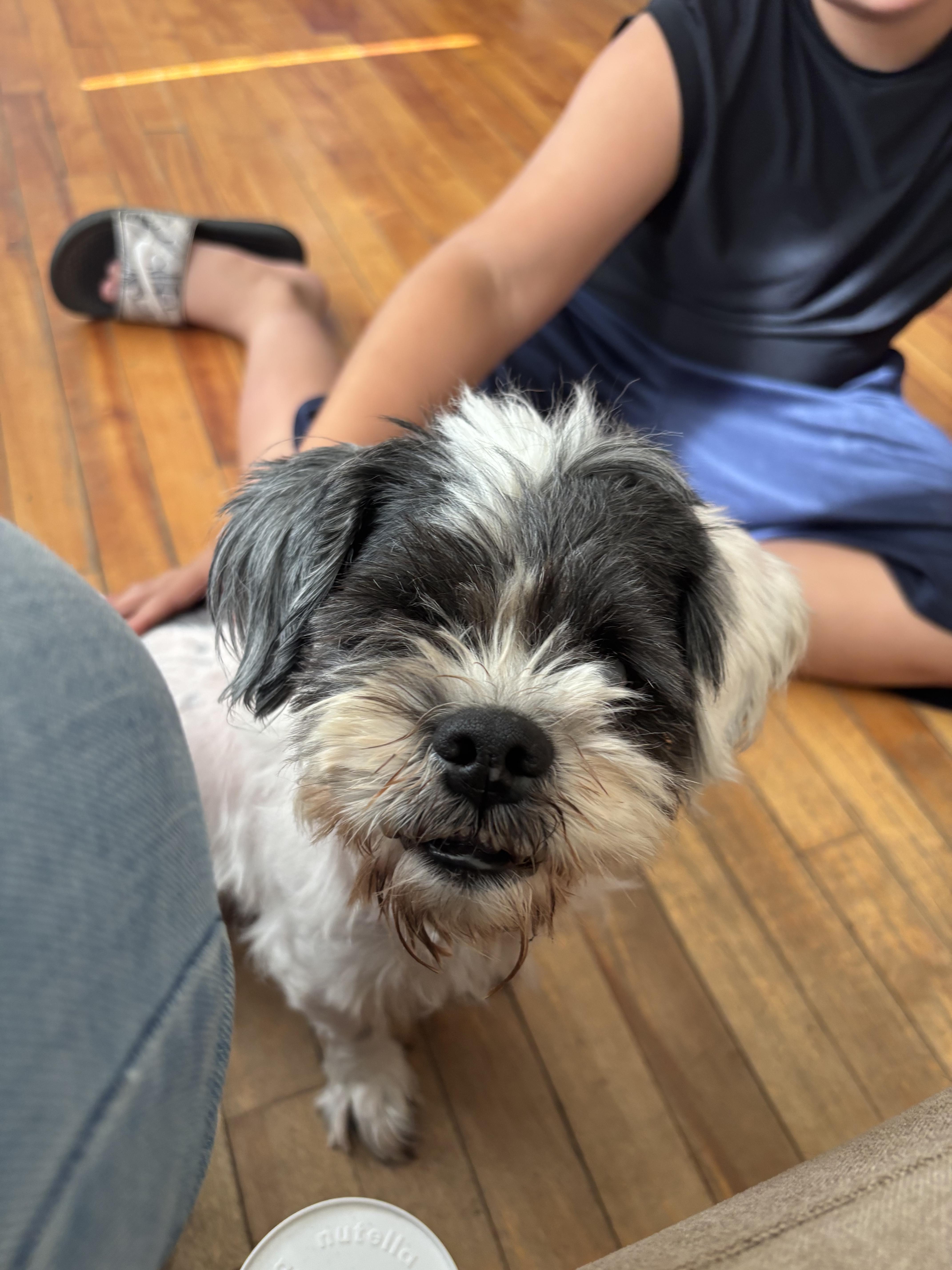 Enlarge Bella Louise, a Adopted Shih Tzu in Chelmsford, MA image 1/6