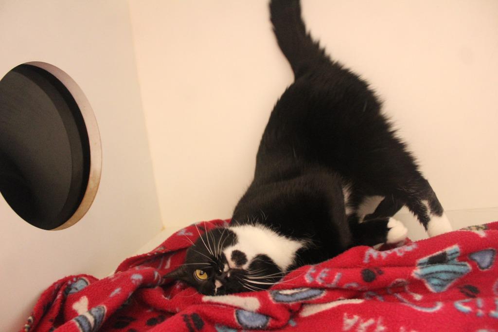 Chun-Li, a ADOPTABLE Domestic Short Hair in Chestertown, MD image 1/3