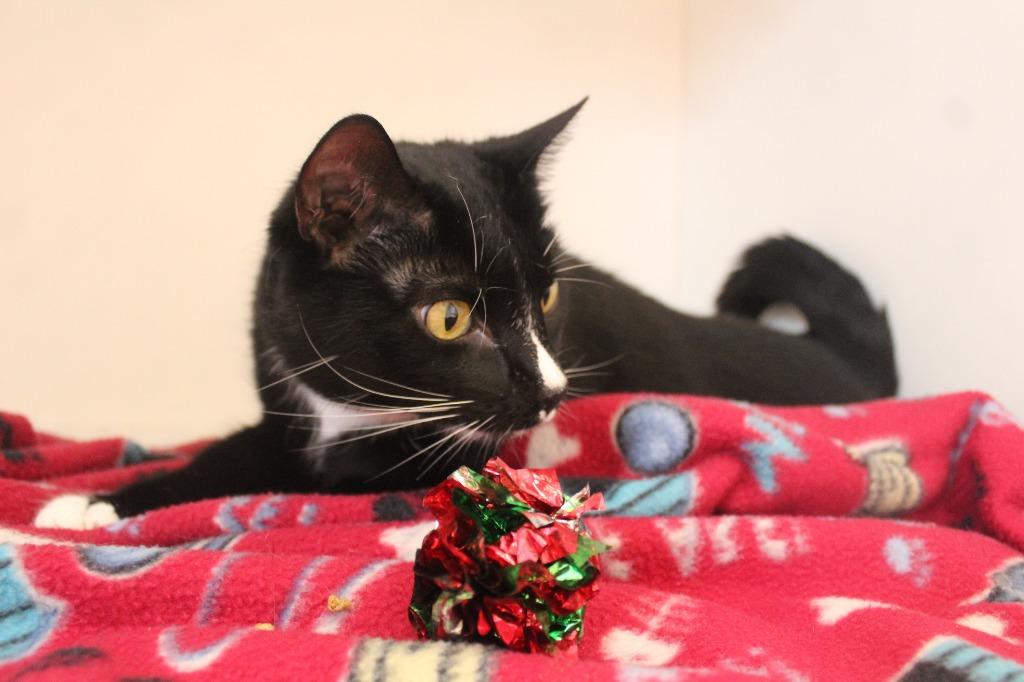 Chun-Li, a ADOPTABLE Domestic Short Hair in Chestertown, MD image 2/3