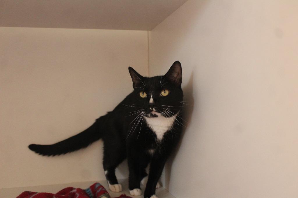 Chun-Li, a ADOPTABLE Domestic Short Hair in Chestertown, MD image 3/3