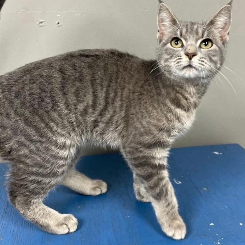 Delilah FOSTER NEEDED, Adoptable, Adult Female Domestic Short Hair.