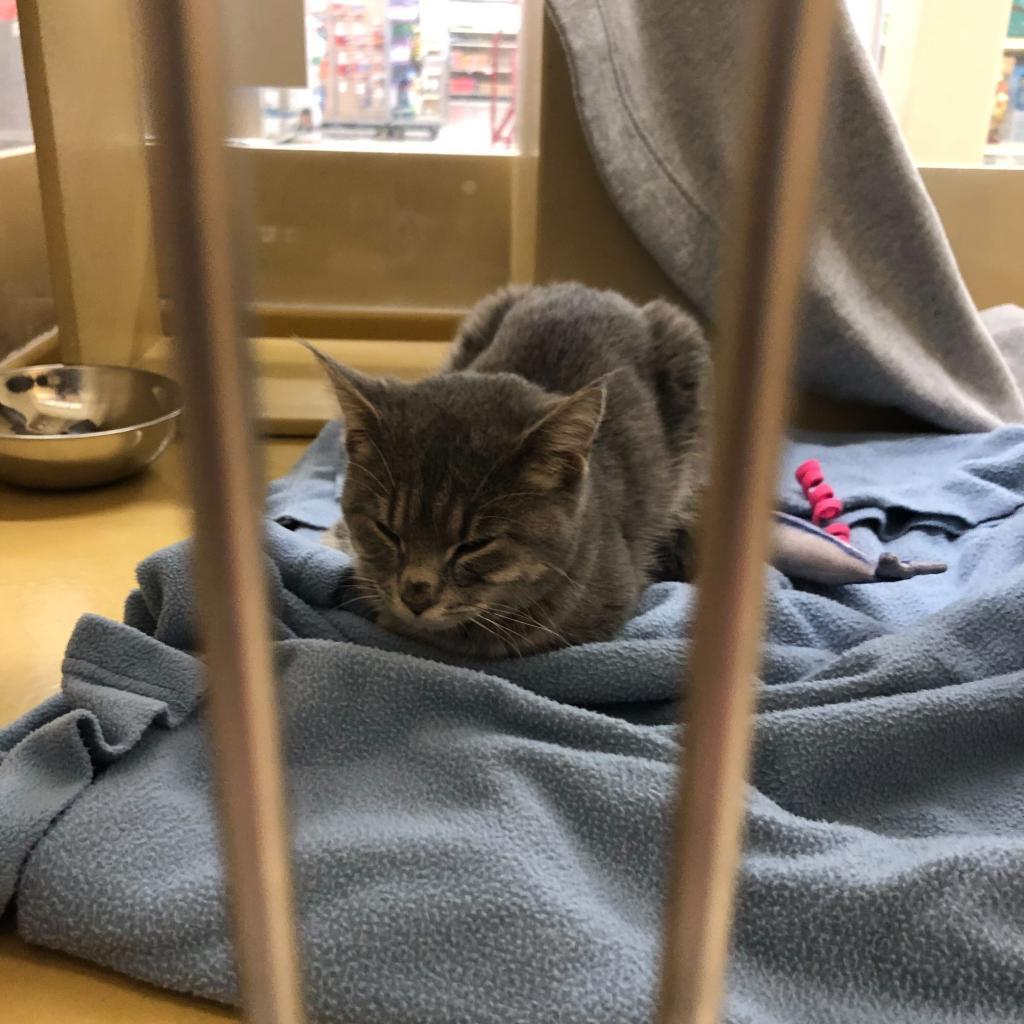 Delilah FOSTER NEEDED, a Adoptable Domestic Short Hair in Staten Island, NY image 3/3