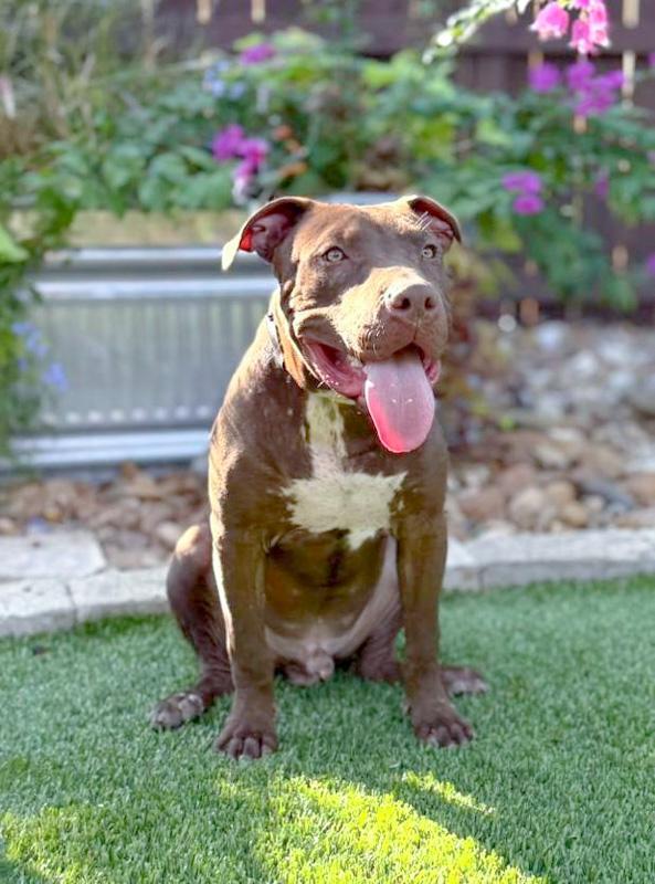 Chopper, a ADOPTABLE mixed breed in Southport, CT image 6/6