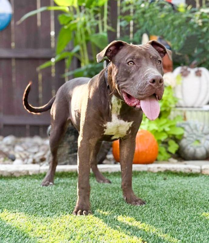 Chopper, a ADOPTABLE mixed breed in Southport, CT image 2/6