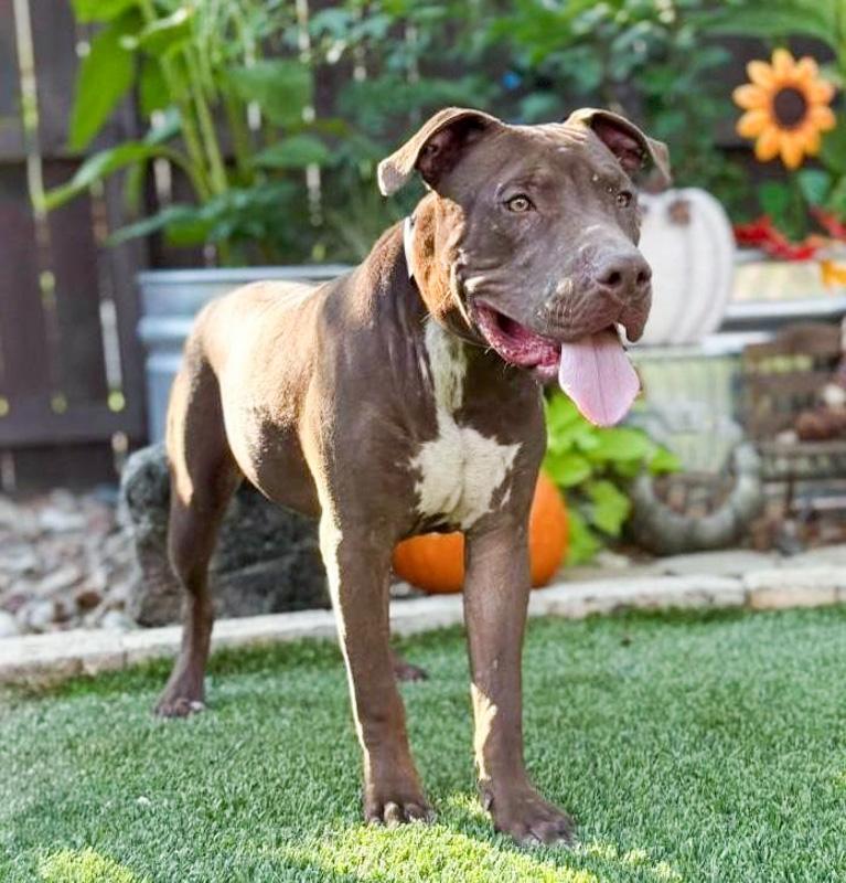 Chopper, a ADOPTABLE mixed breed in Southport, CT image 1/6