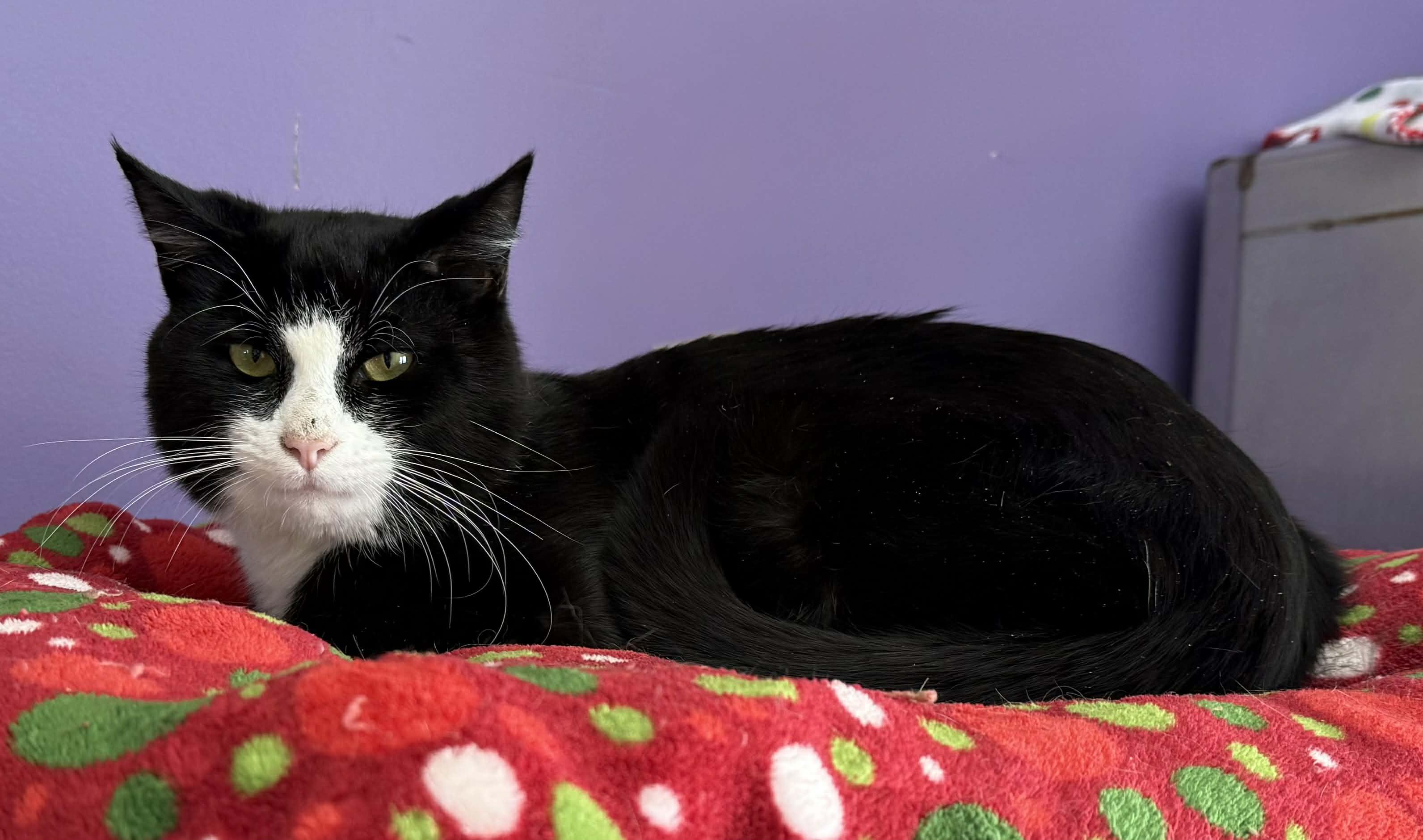 Enlarge Jeremy, a ADOPTABLE Domestic Short Hair in Springfield, VT image 3/3