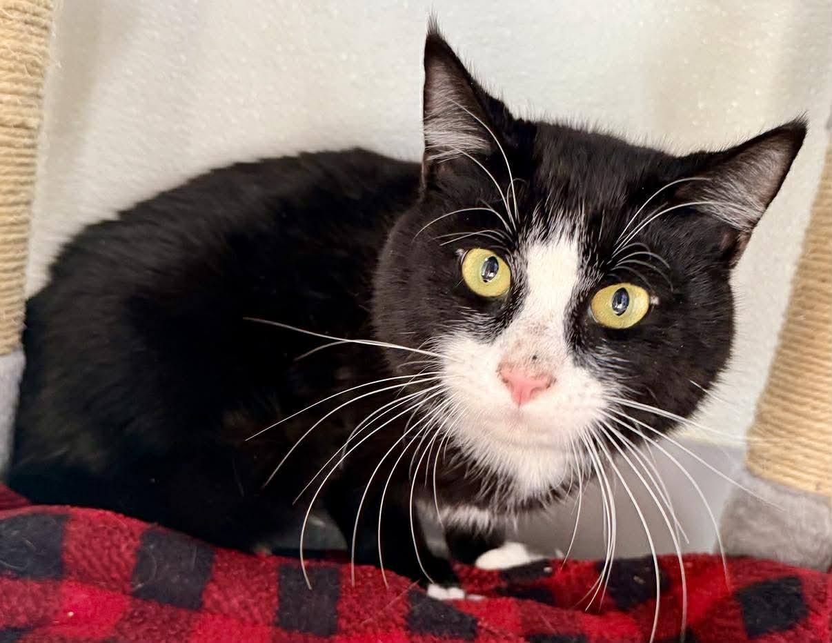 Enlarge Jeremy, a ADOPTABLE Domestic Short Hair in Springfield, VT image 2/3