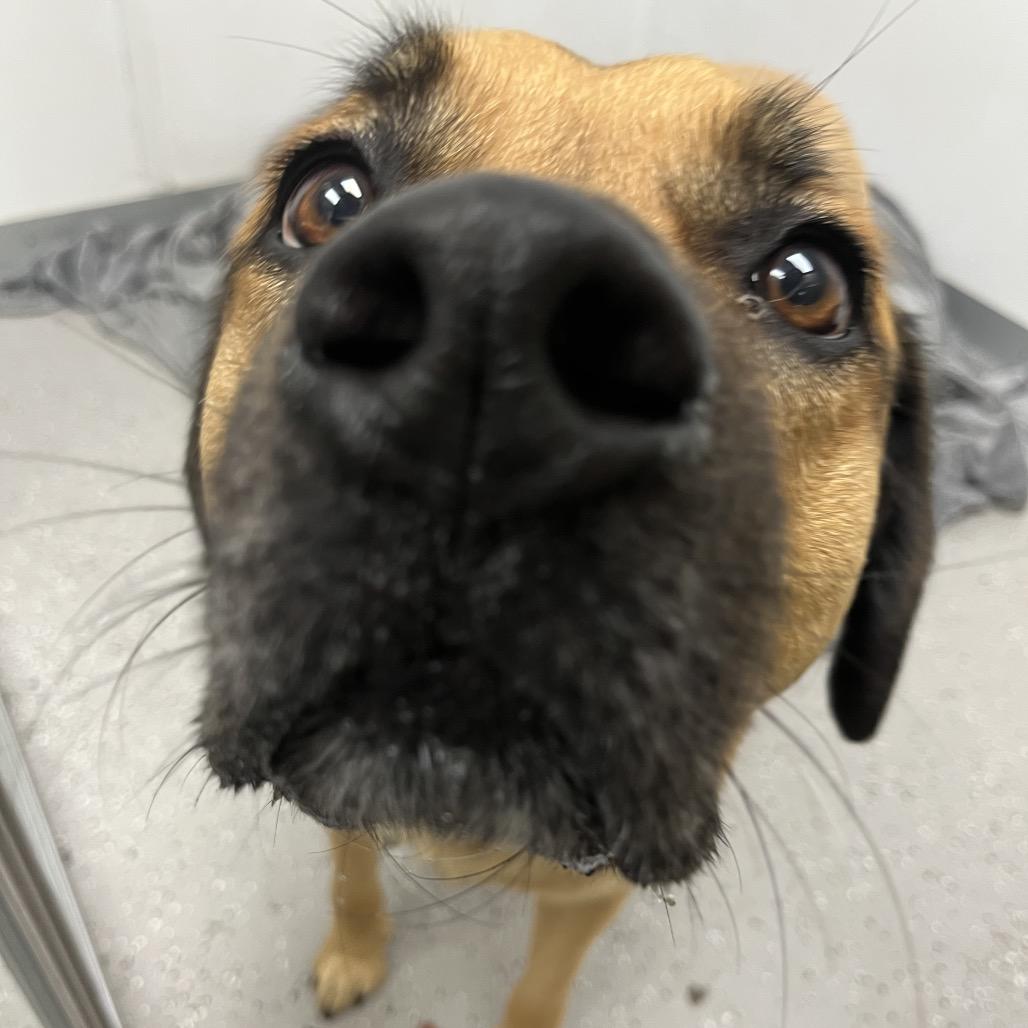 Boone, Adoptable, Adult Male Black Mouth Cur & Bullmastiff.