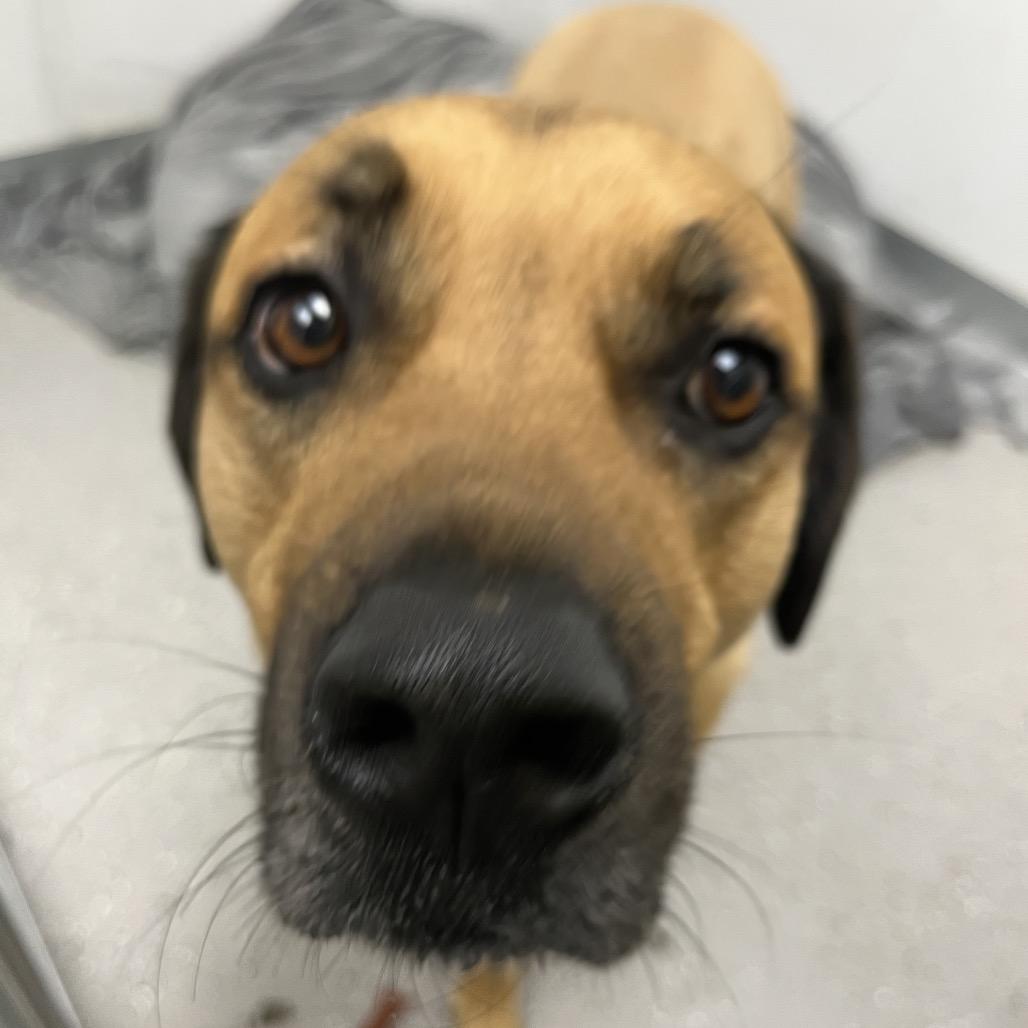 Enlarge Boone, a Adoptable mixed breed in La Grange, KY image 2/6