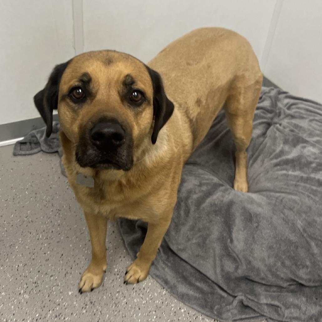 Enlarge Boone, a Adoptable mixed breed in La Grange, KY image 3/6