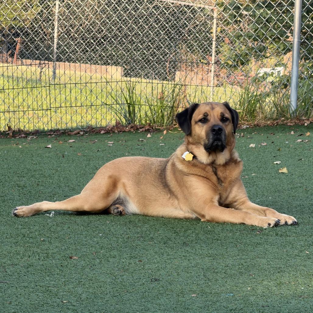 Enlarge Boone, a Adoptable mixed breed in La Grange, KY image 4/6