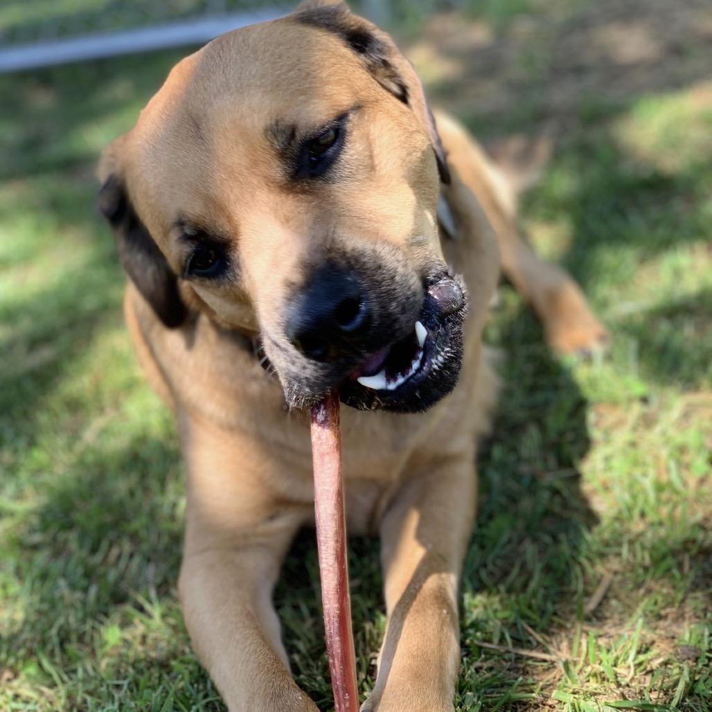 Enlarge Boone, a Adoptable mixed breed in La Grange, KY image 5/6