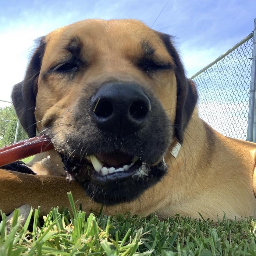 Enlarge Boone, a Adoptable mixed breed in La Grange, KY image 6/6