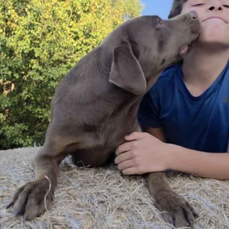 Enlarge Lara, a Adoptable mixed breed in Arnold, MO image 5/6