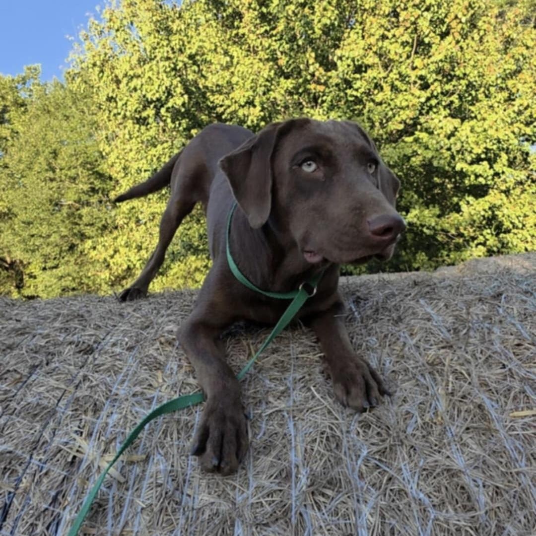 Enlarge Lara, a Adoptable mixed breed in Arnold, MO image 2/6