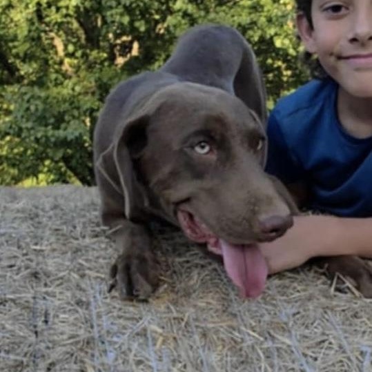 Enlarge Lara, a Adoptable mixed breed in Arnold, MO image 6/6