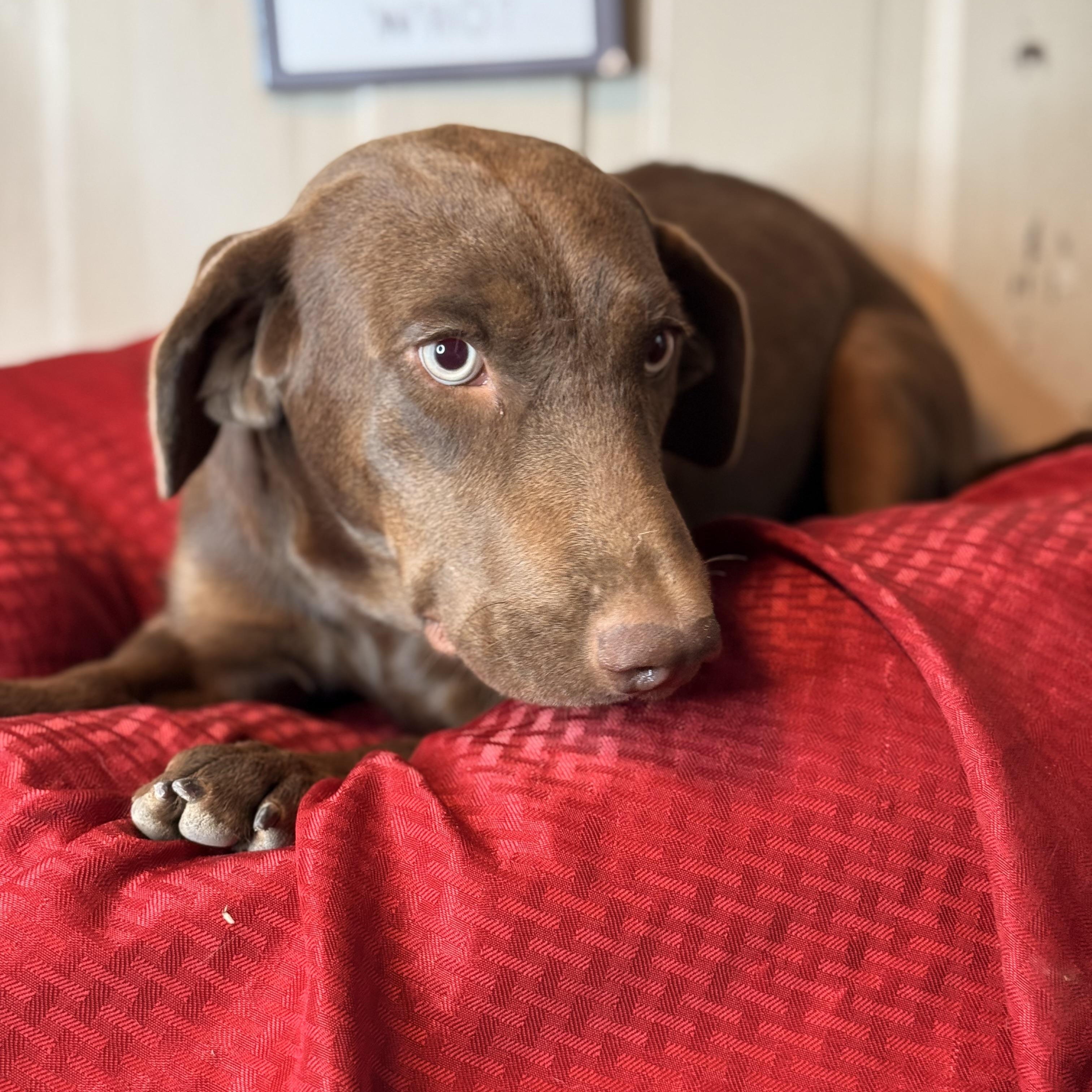 Enlarge Lara, a Adoptable mixed breed in Arnold, MO image 4/6