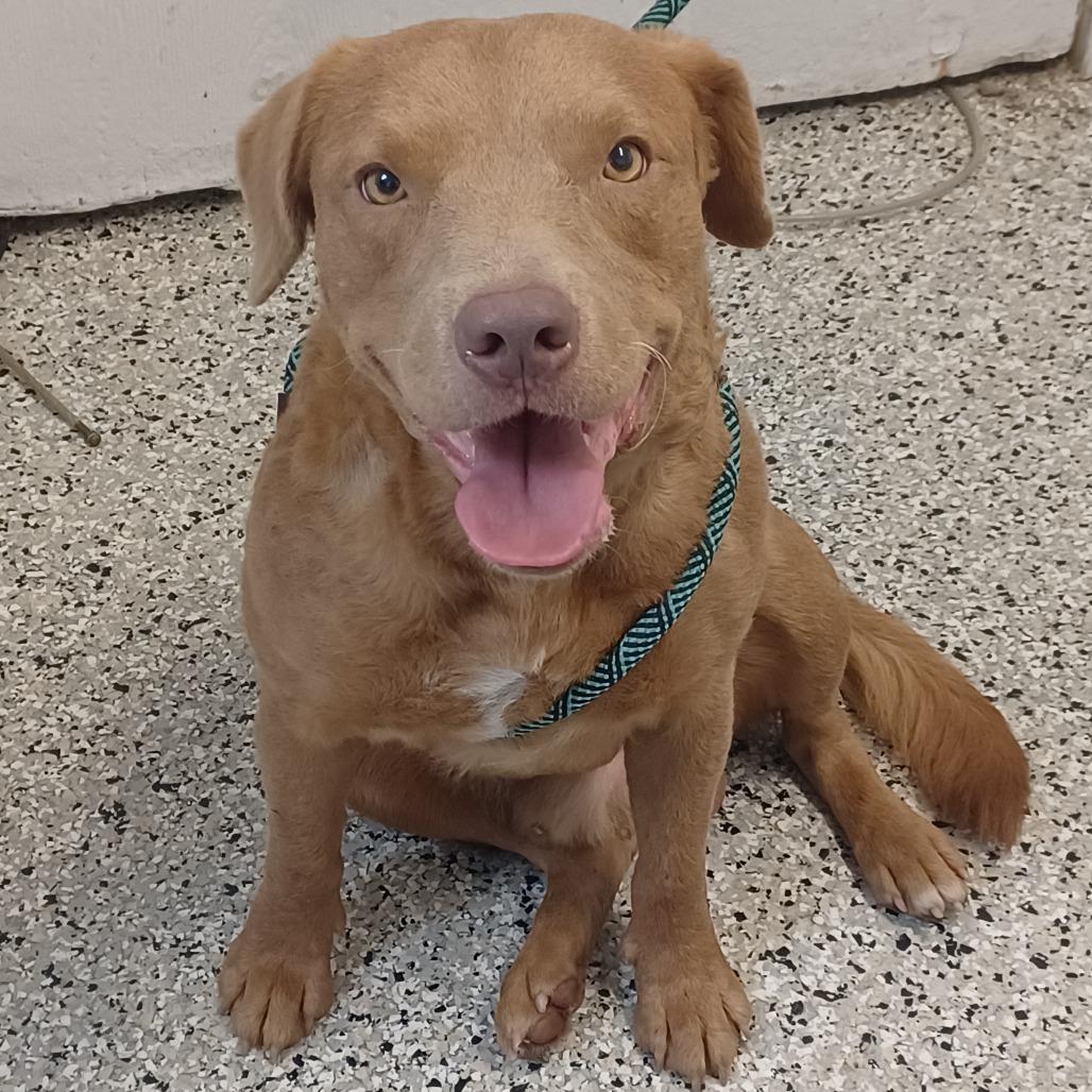 Enlarge Golden Boy, a Adoptable mixed breed in Hattiesburg, MS image 1/3