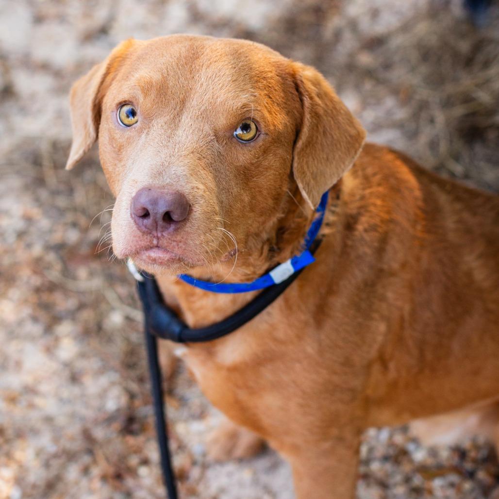 Enlarge Golden Boy, a Adoptable mixed breed in Hattiesburg, MS image 2/3