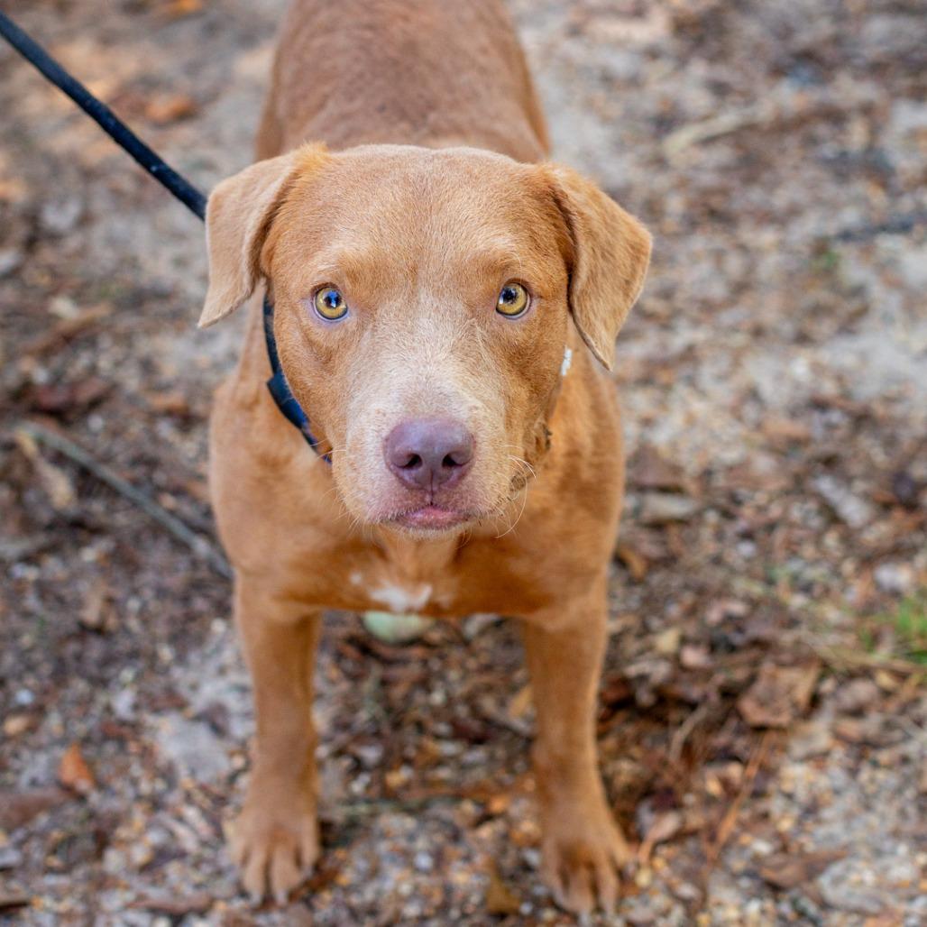 Enlarge Golden Boy, a Adoptable mixed breed in Hattiesburg, MS image 3/3