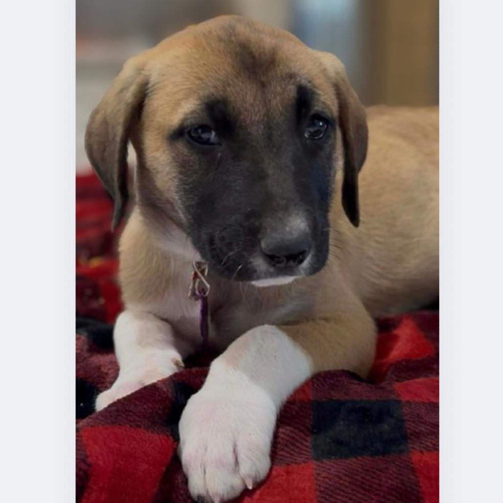 Winter, Adoptable, Puppy Female Anatolian Shepherd & Mixed Breed.