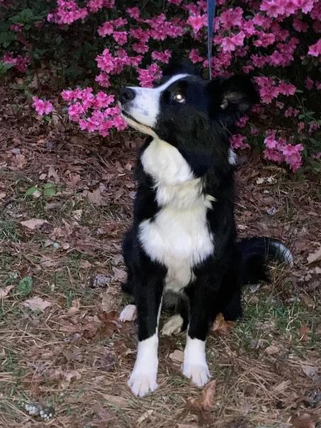KELLY, an adopted Border Collie in Fort Mill, SC image 2/2