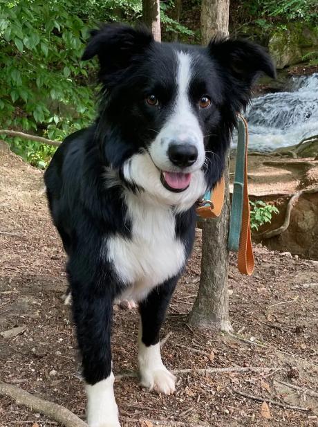 KELLY, adopted, Young Female Border Collie.