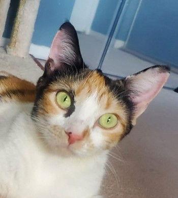 Zelda + kitten, Adoptable, Adult Female Domestic Short Hair.