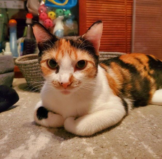 Enlarge Zelda + kitten, a Adoptable Domestic Short Hair in Richmond Hill, ON image 2/3