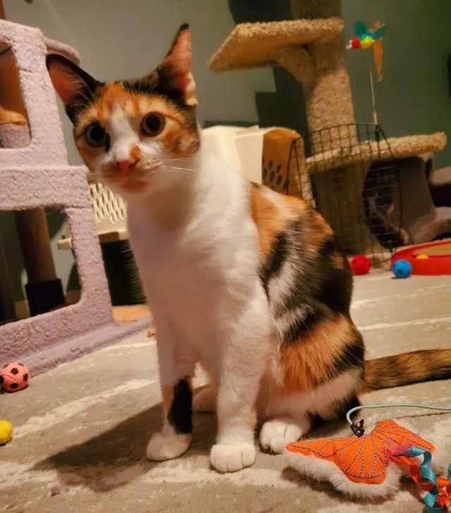 Enlarge Zelda + kitten, a Adoptable Domestic Short Hair in Richmond Hill, ON image 3/3