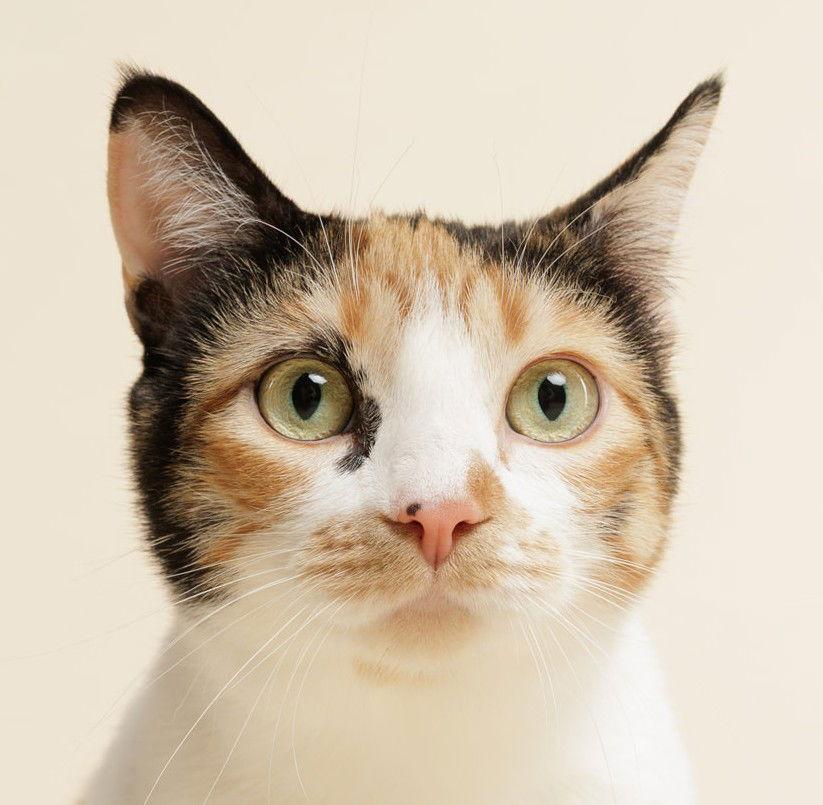 Enlarge Zelda + kitten, a Adoptable Domestic Short Hair in Richmond Hill, ON image 3/3