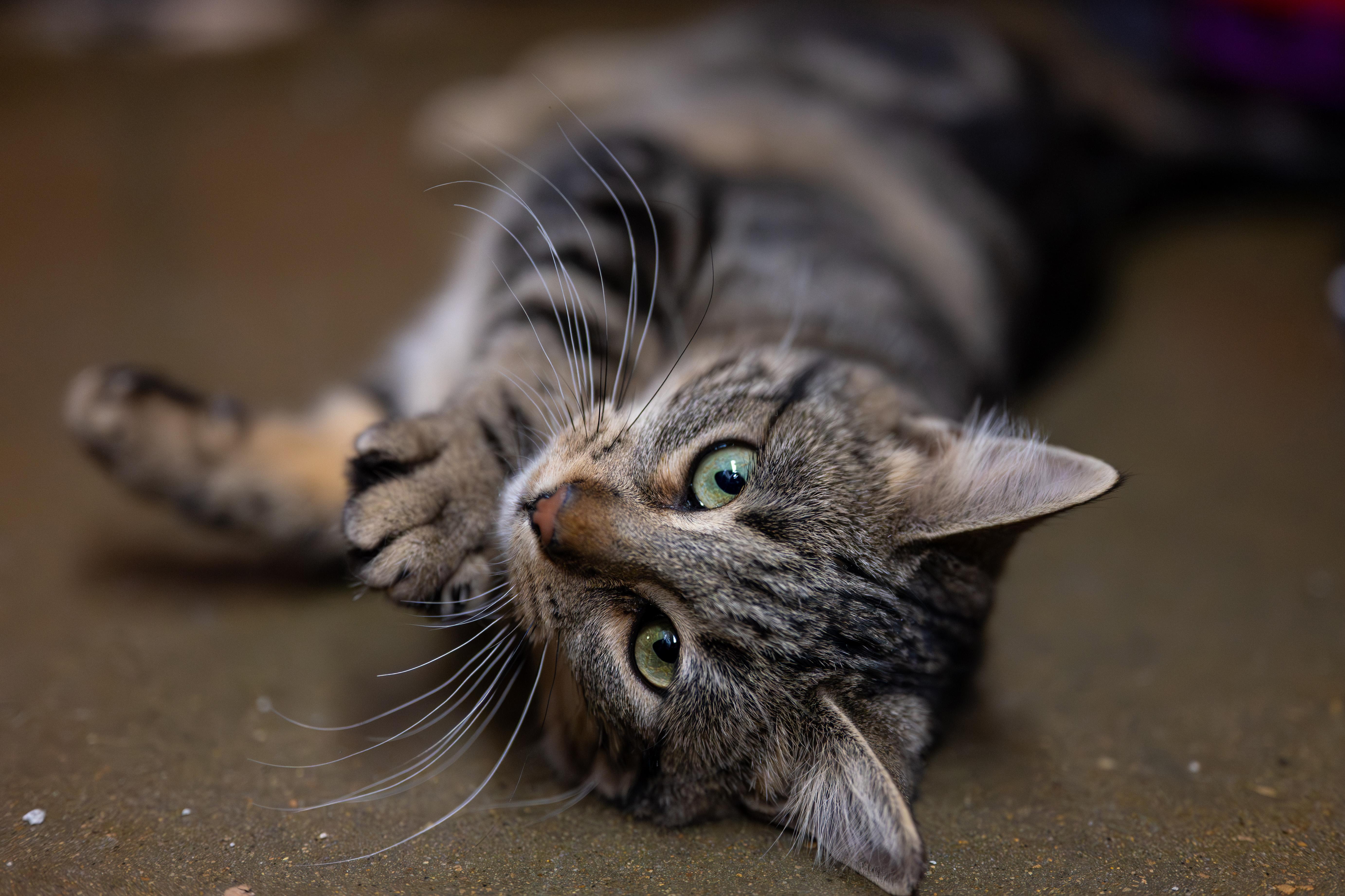 Enlarge Dahlia, a Adoptable Domestic Short Hair in Centerville, UT image 1/6