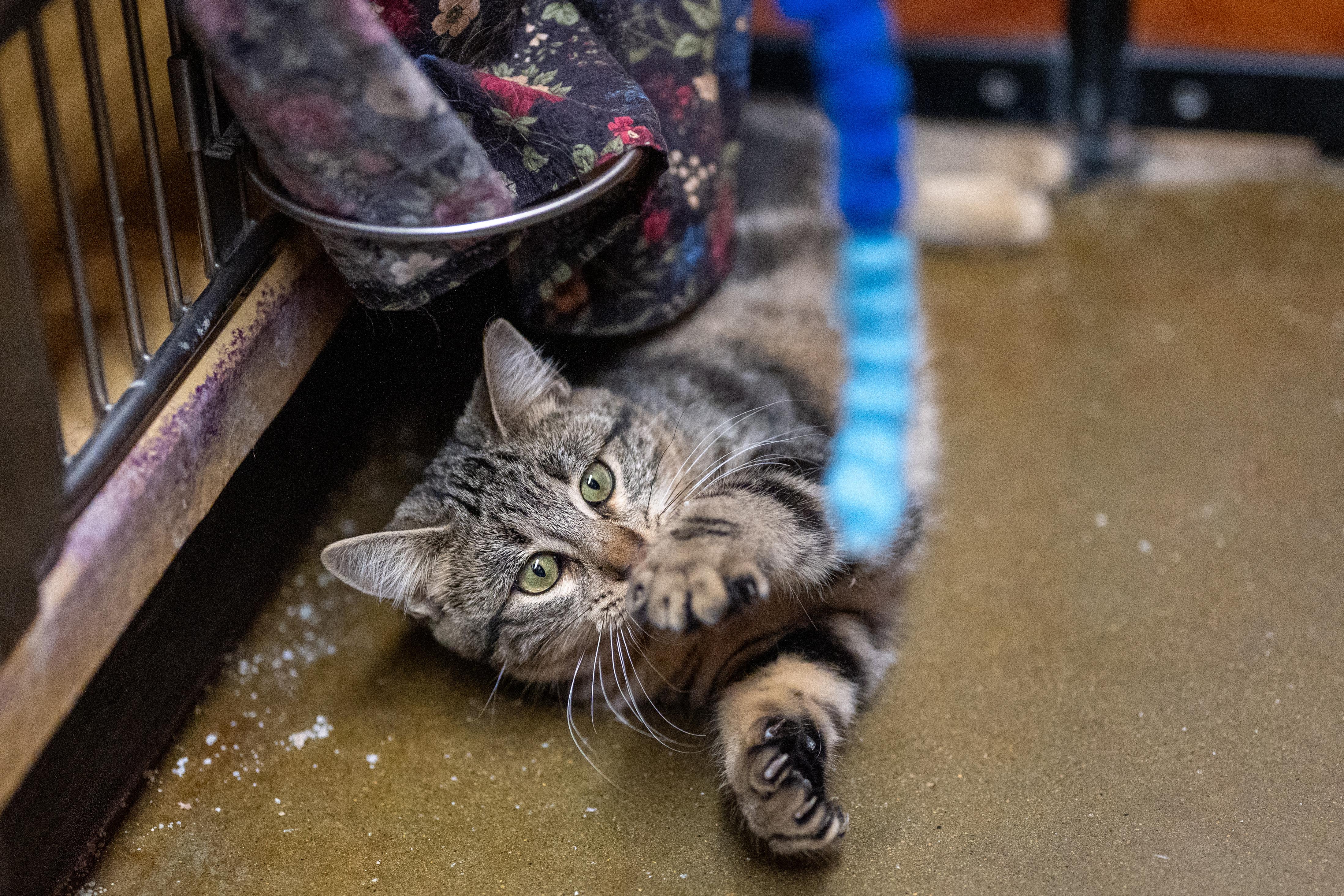 Enlarge Dahlia, a Adoptable Domestic Short Hair in Centerville, UT image 2/6