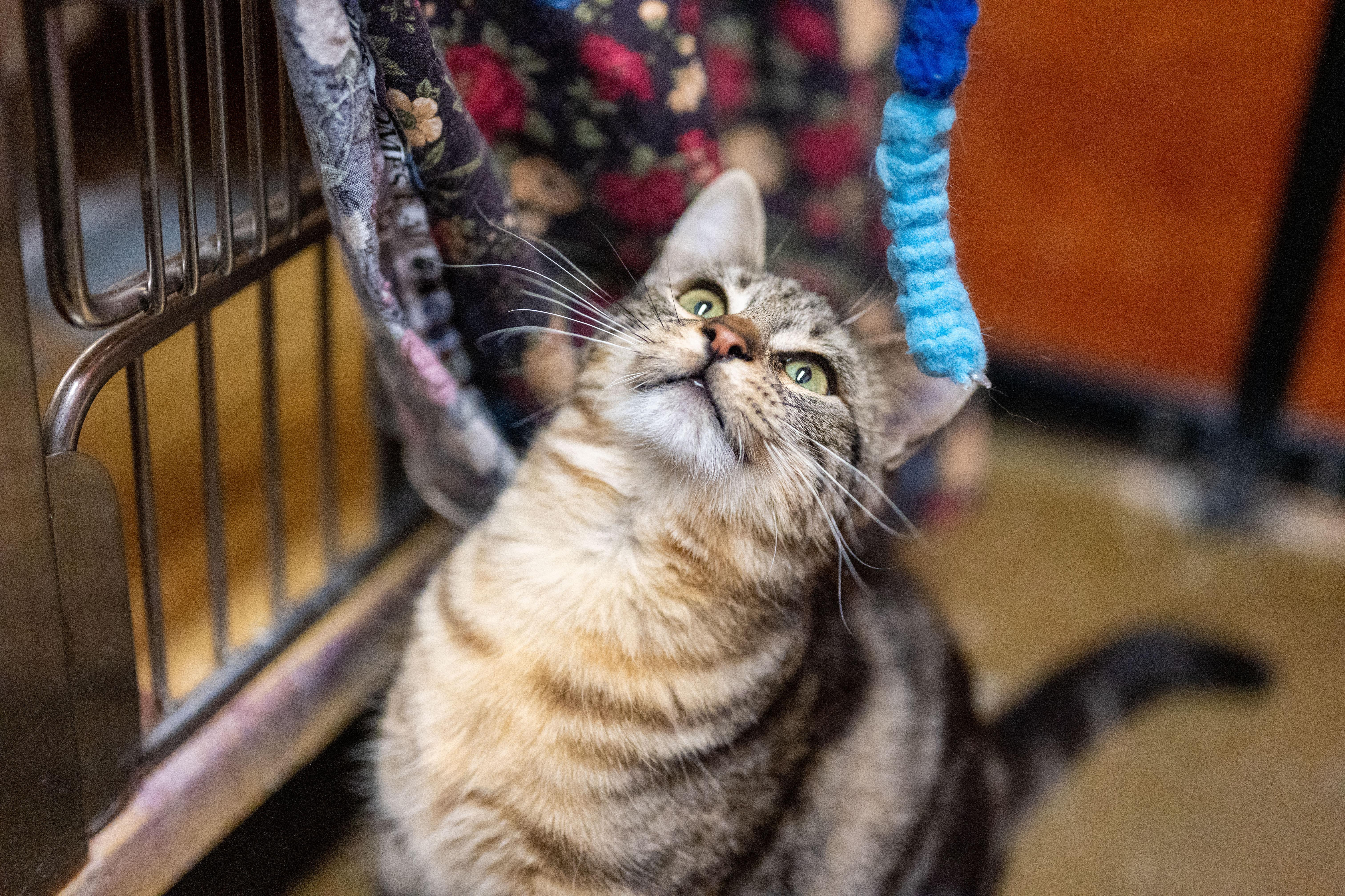 Enlarge Dahlia, a Adoptable Domestic Short Hair in Centerville, UT image 3/6