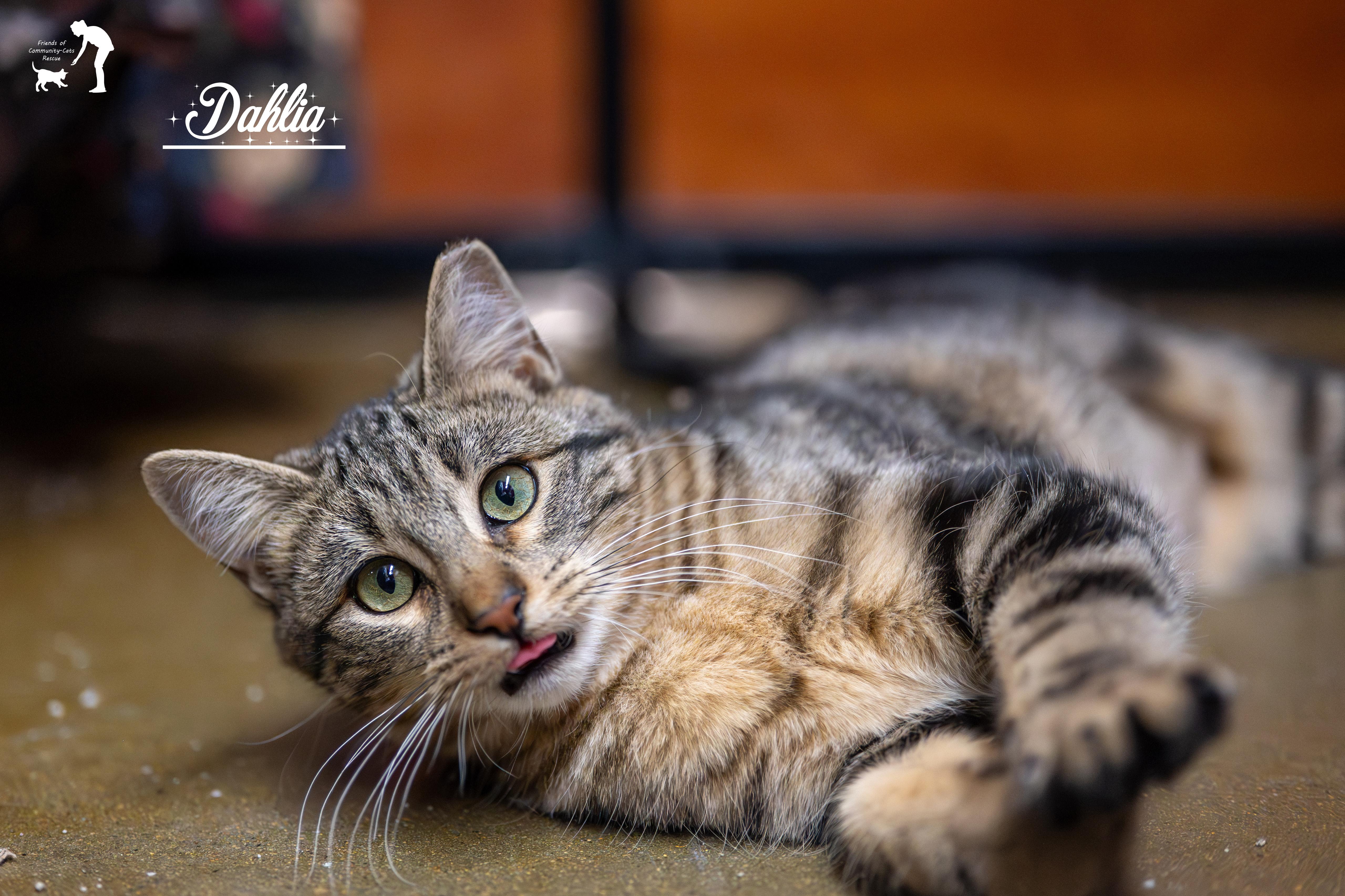 Enlarge Dahlia, a Adoptable Domestic Short Hair in Centerville, UT image 4/6