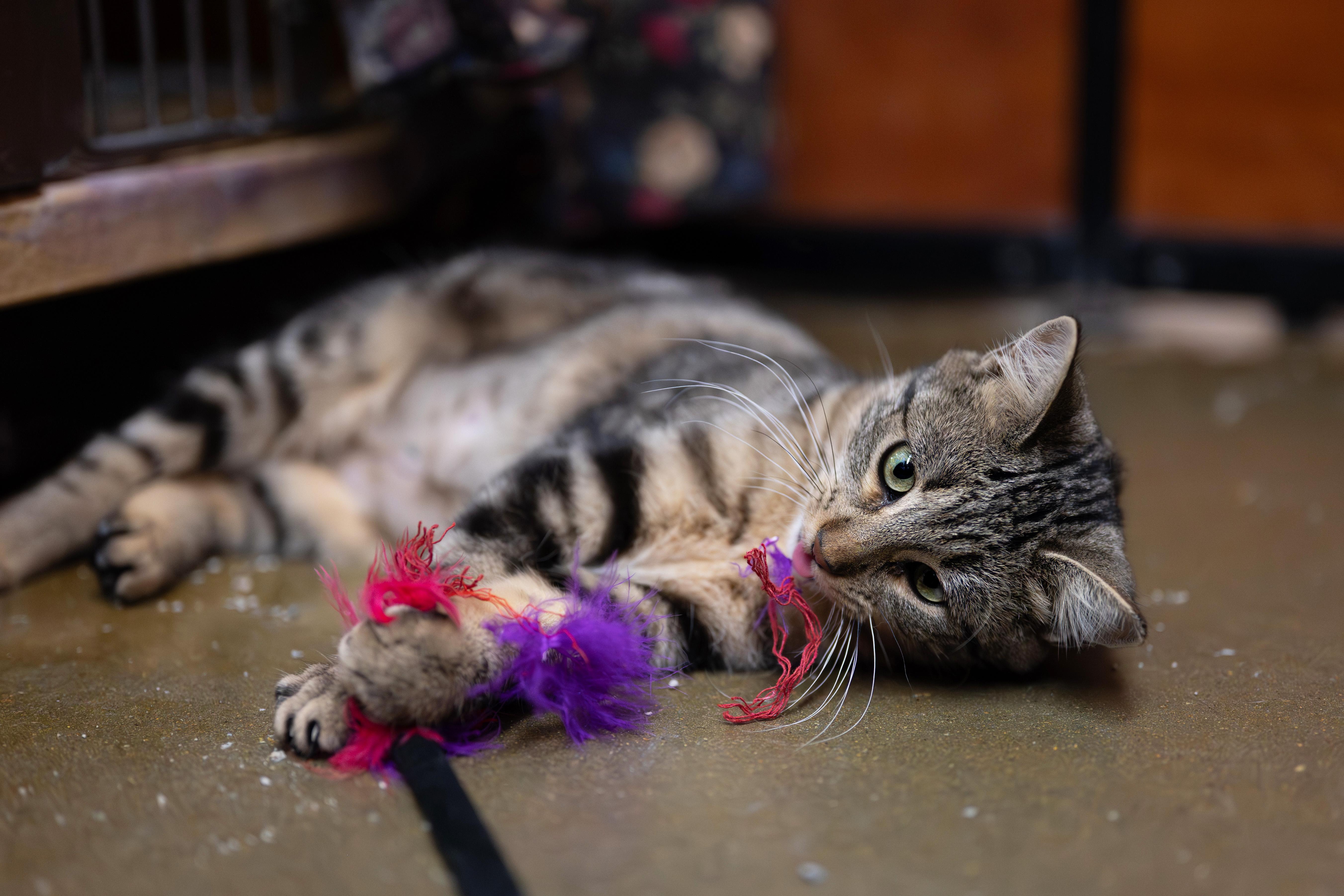 Enlarge Dahlia, a Adoptable Domestic Short Hair in Centerville, UT image 5/6