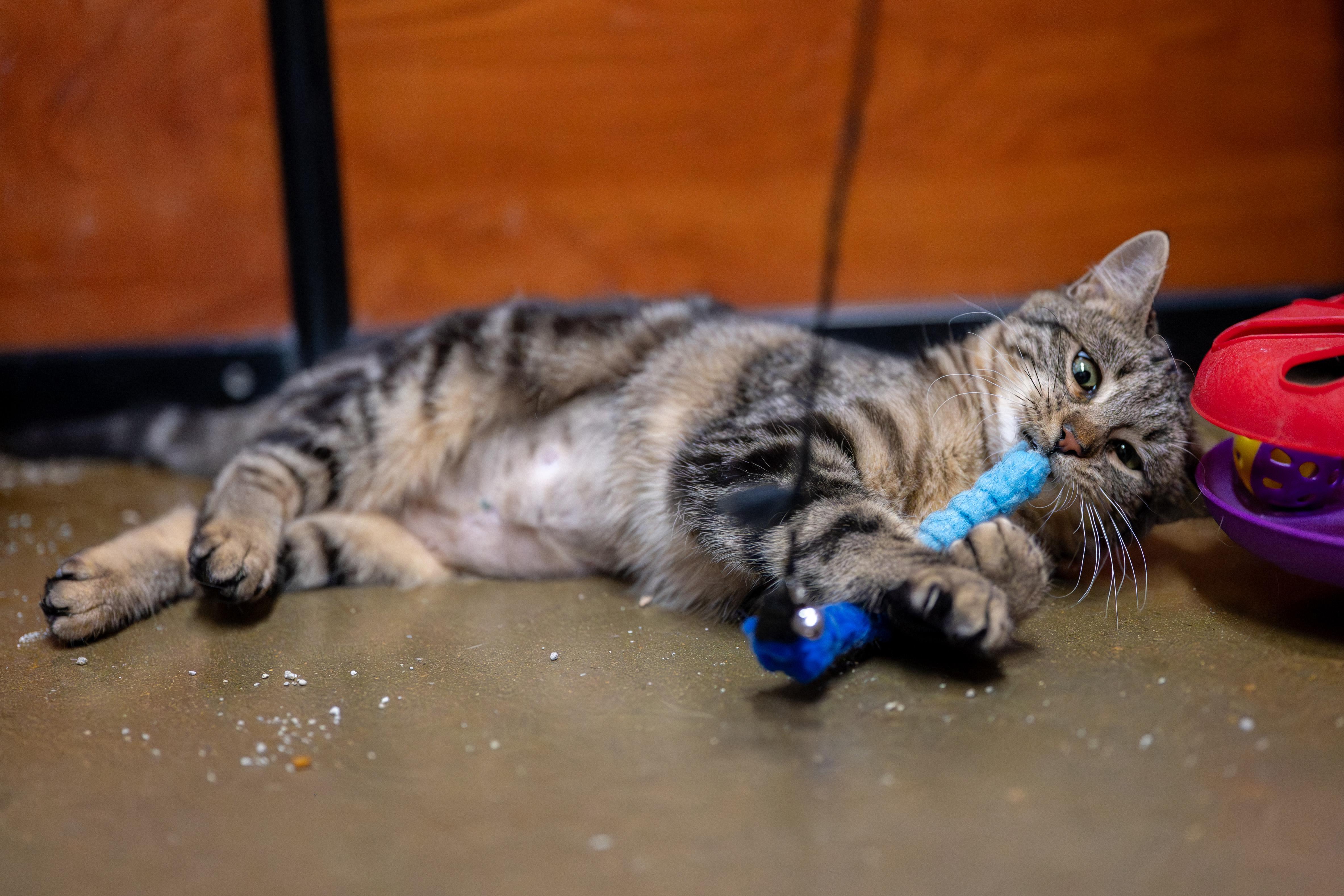 Enlarge Dahlia, a Adoptable Domestic Short Hair in Centerville, UT image 6/6