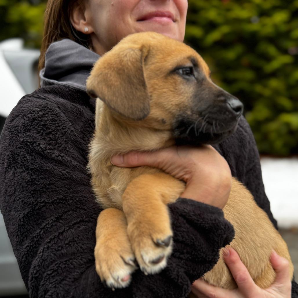 Enlarge NY Buddy Avail Jan 18 (Tractor Supply - Patterson), a Adoptable mixed breed in Patterson, NY image 2/4