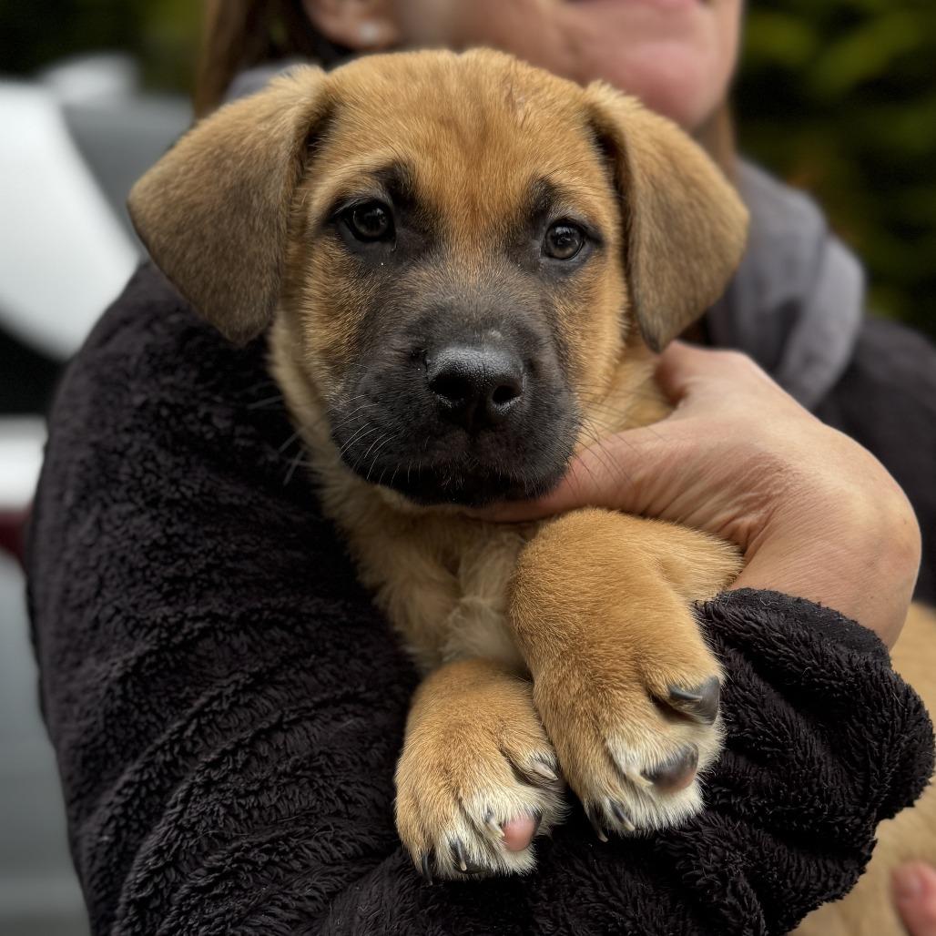 NY Buddy Avail Jan 18 (Tractor Supply - Patterson), Adoptable, Puppy Male Boxer & Shepherd.