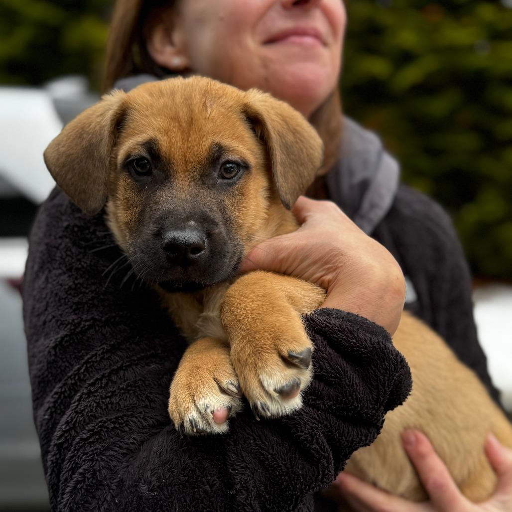 Enlarge NY Buddy Avail Jan 18 (Tractor Supply - Patterson), a Adoptable mixed breed in Patterson, NY image 4/4