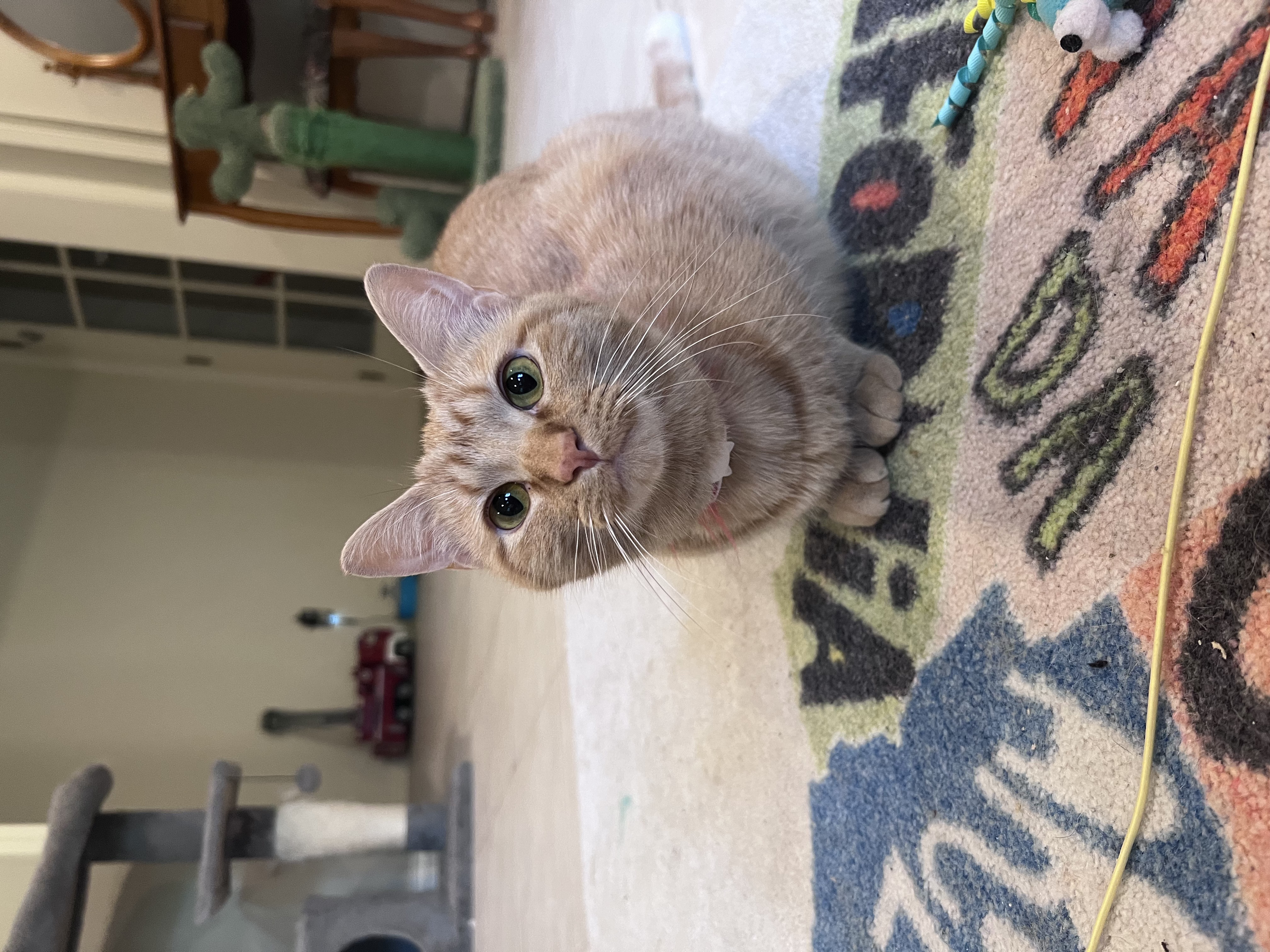 Elsa, a Adoptable Domestic Short Hair in Anoka, MN image 1/4