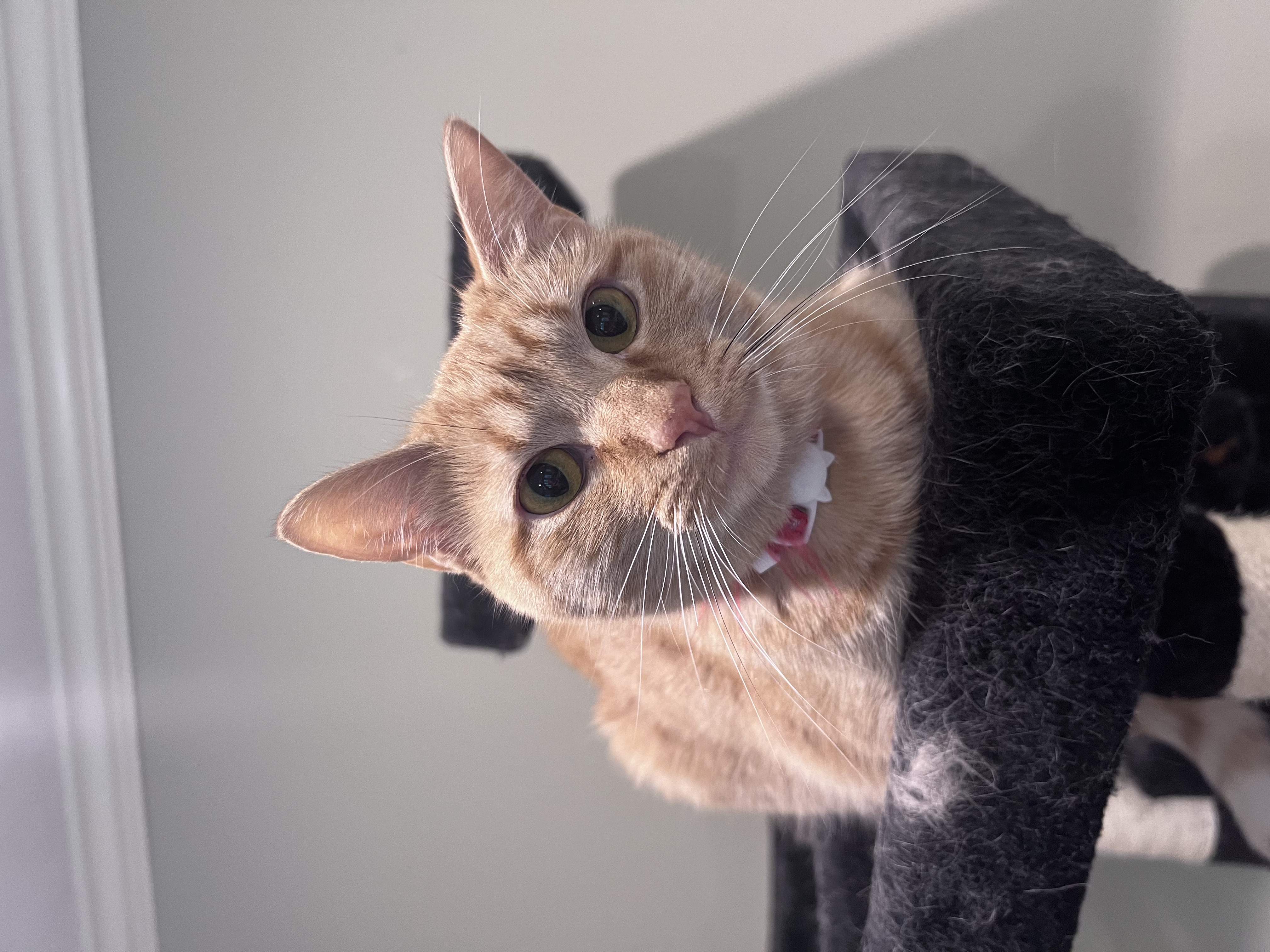 Elsa, a Adoptable Domestic Short Hair in Anoka, MN image 2/4