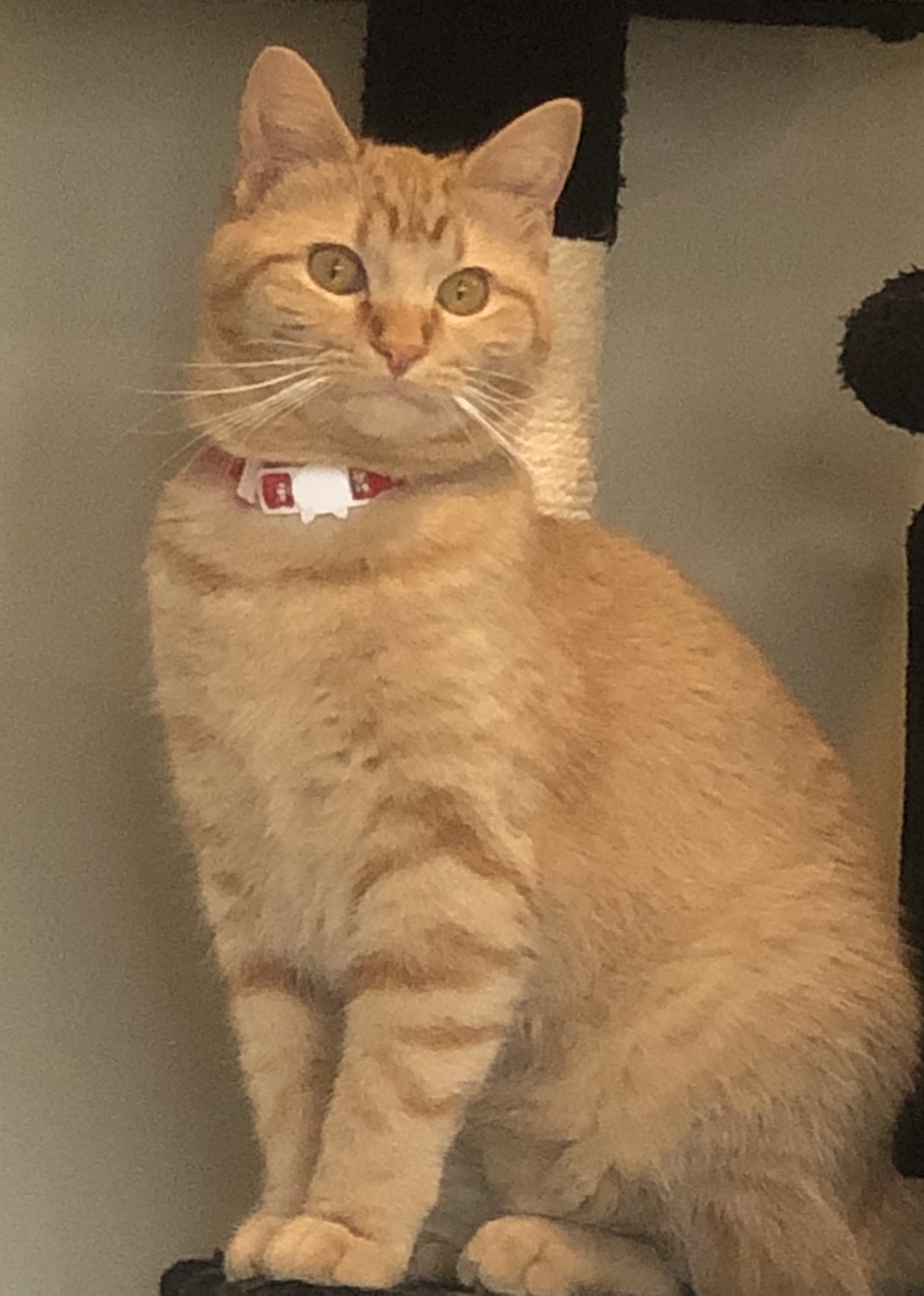 Elsa, a Adoptable Domestic Short Hair in Anoka, MN image 3/4