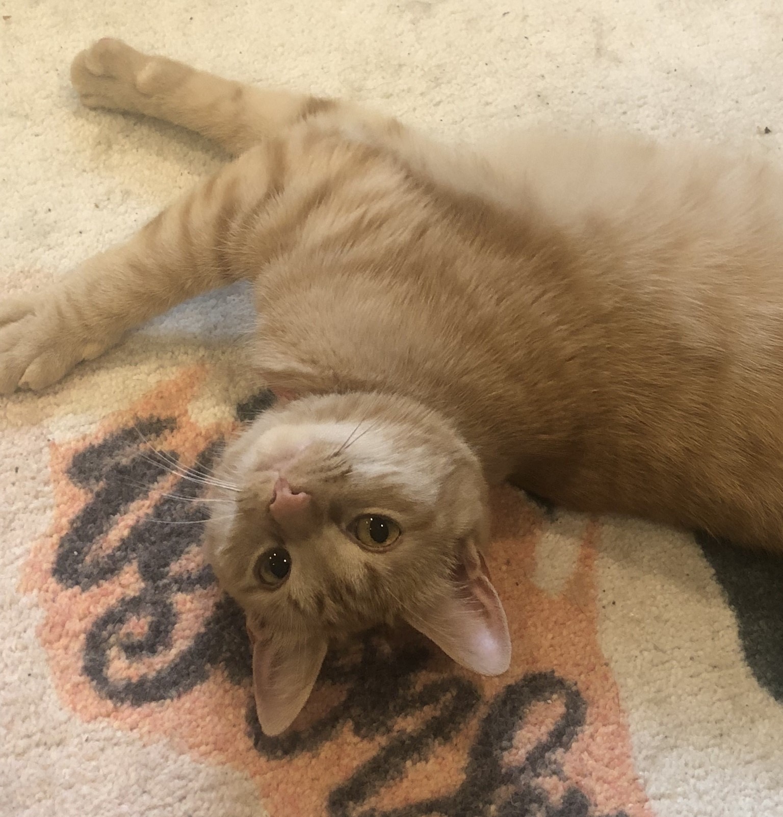 Elsa, a Adoptable Domestic Short Hair in Anoka, MN image 4/4