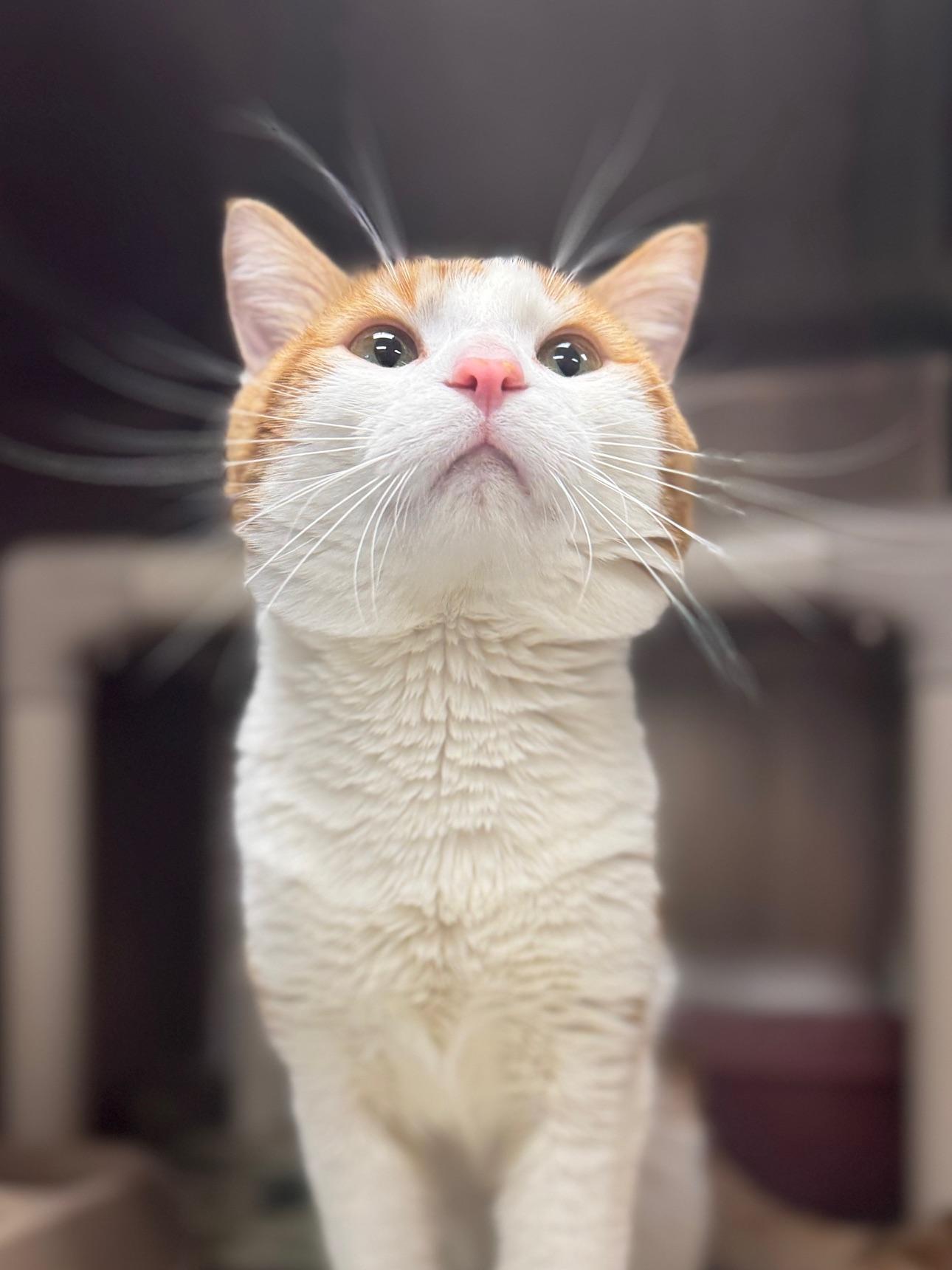 Enlarge Tommy, an adopted Domestic Short Hair in Benton Harbor, MI image 4/4