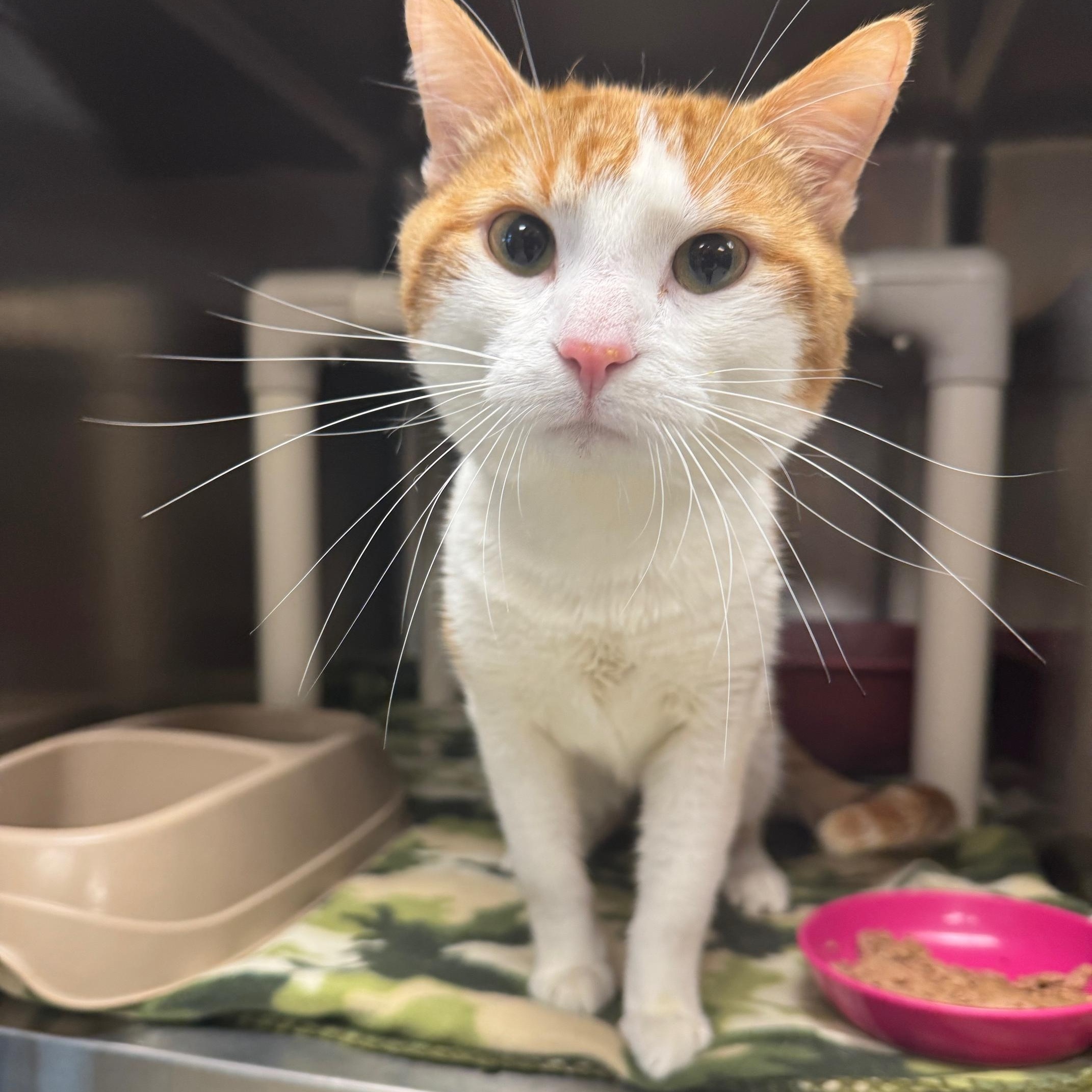 Enlarge Tommy, an adopted Domestic Short Hair in Benton Harbor, MI image 2/4