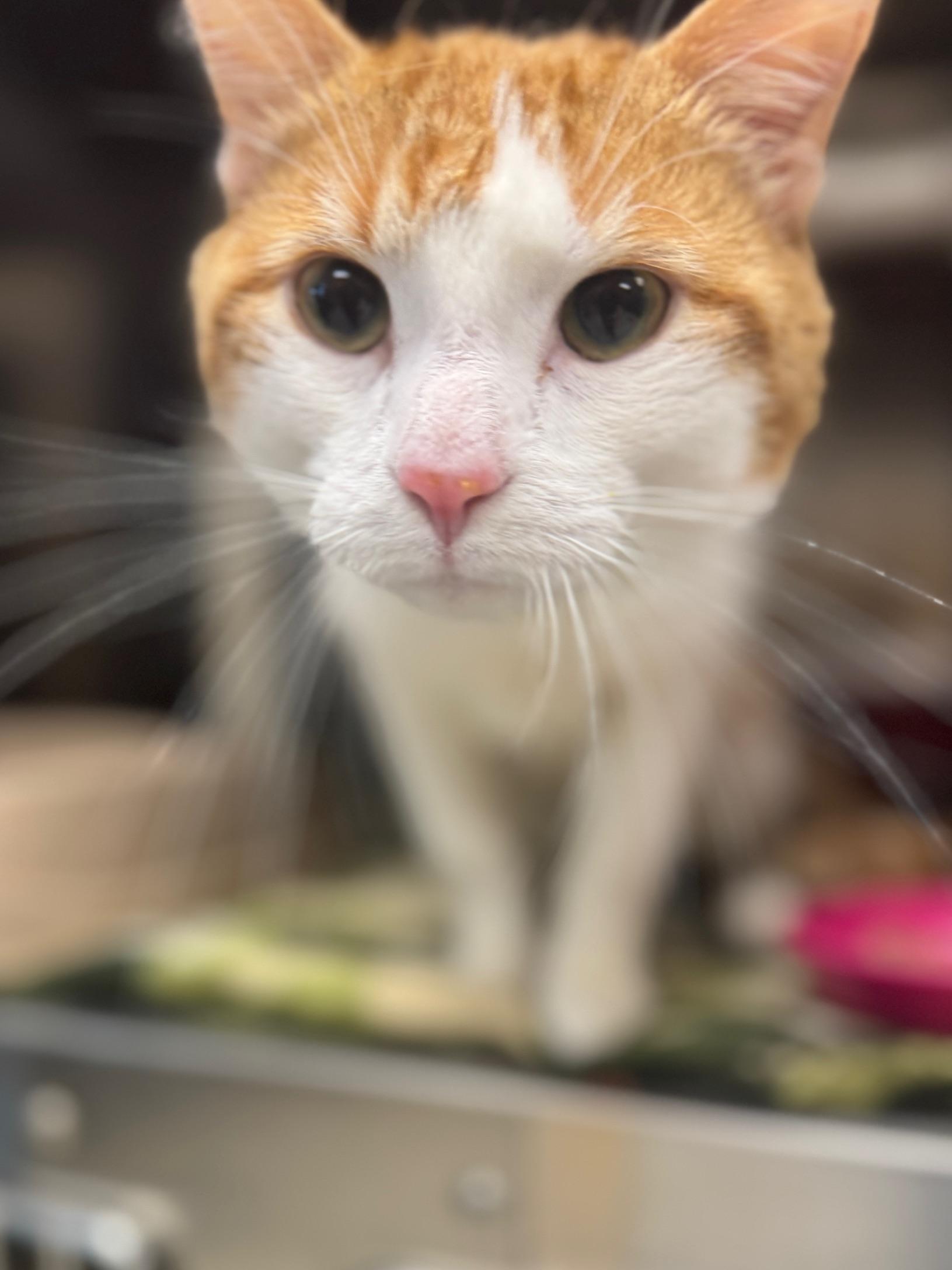 Enlarge Tommy, an adopted Domestic Short Hair in Benton Harbor, MI image 3/4