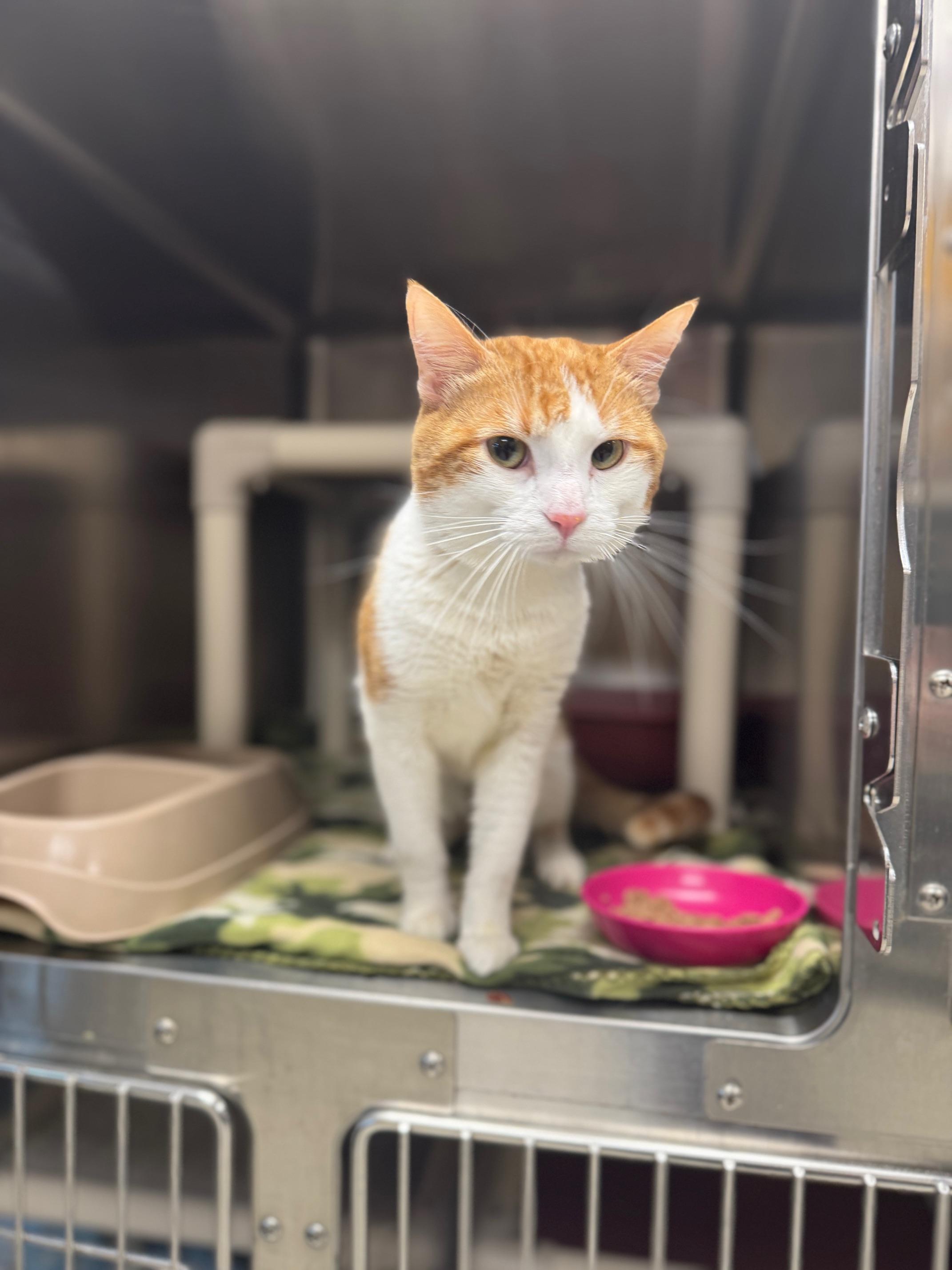 Enlarge Tommy, an adopted Domestic Short Hair in Benton Harbor, MI image 1/4