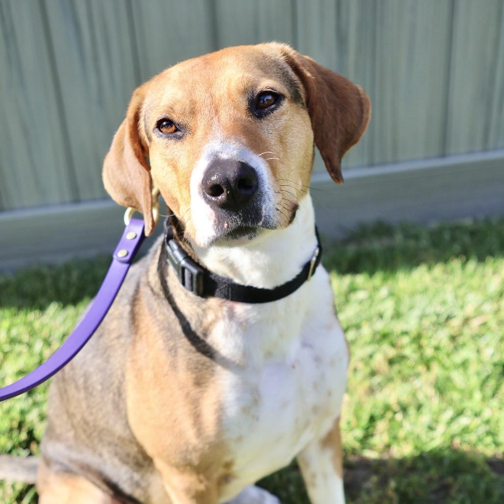 Clara *My adoption fee has been sponsored!*, Adoptable, Adult Female Hound & Beagle.